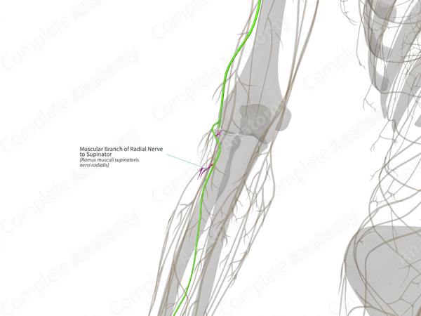 Muscular Branch of Radial Nerve to Supinator (Left)