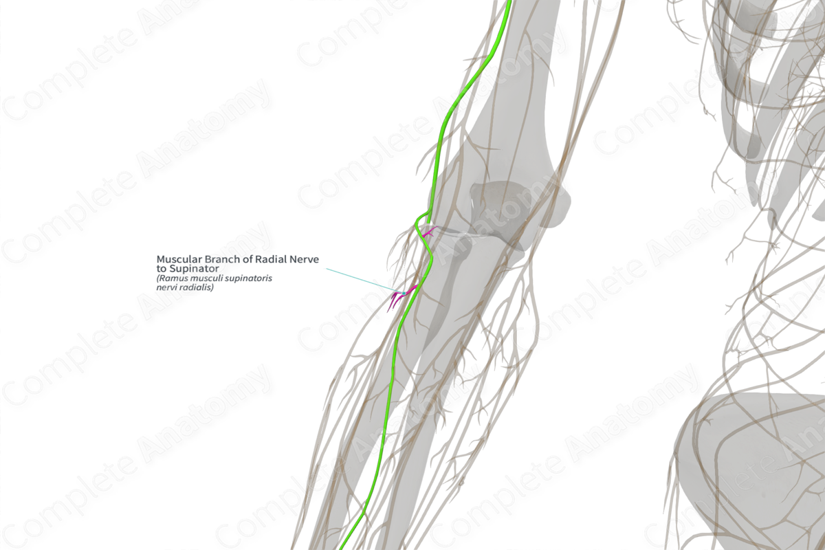 Muscular Branch of Radial Nerve to Supinator (Left)