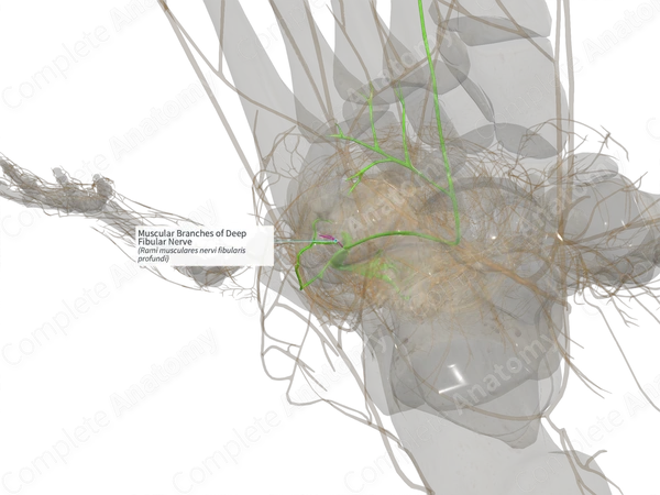 Muscular Branches of Deep Fibular Nerve (Left)