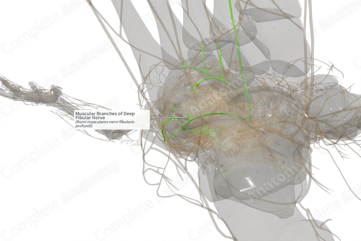 Muscular Branches of Deep Fibular Nerve (Left)