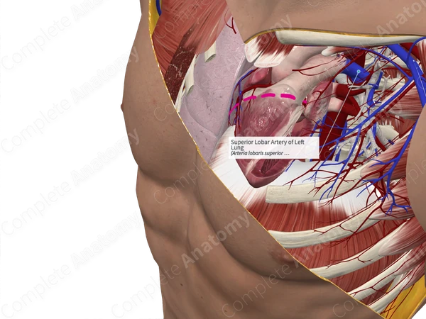 Superior Lobar Artery of Left Lung