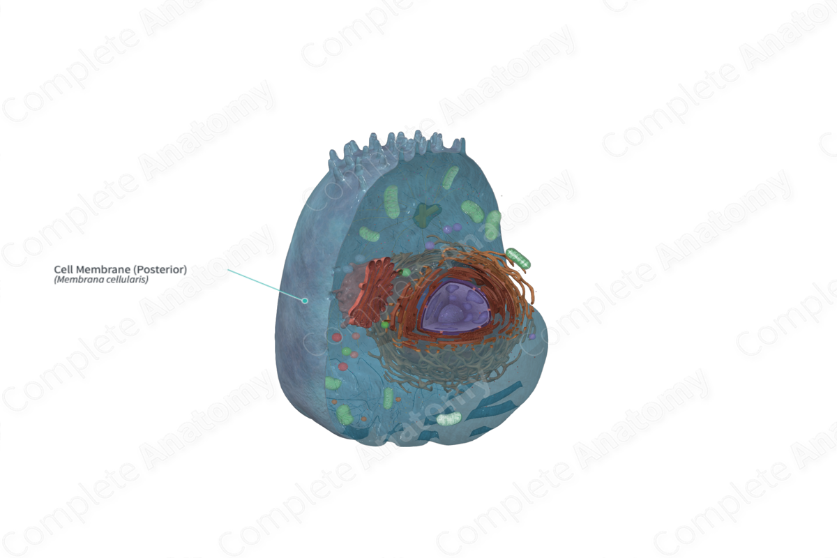 Cell Membrane (Posterior)