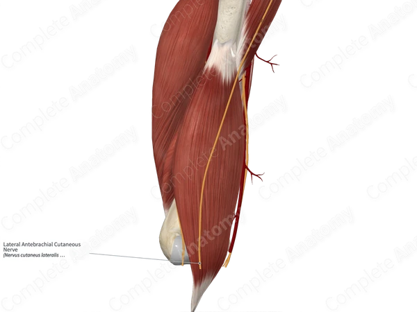 Lateral Antebrachial Cutaneous Nerve | Complete Anatomy