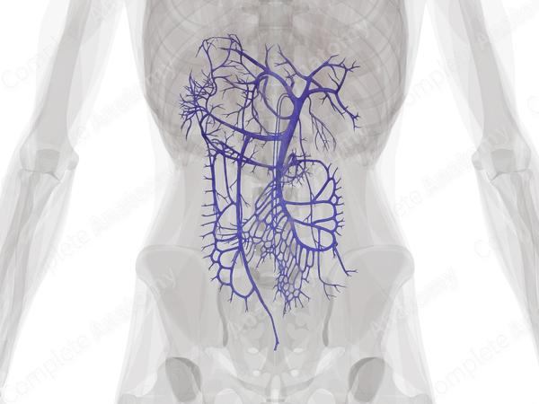 Hepatic Portal Circulation
