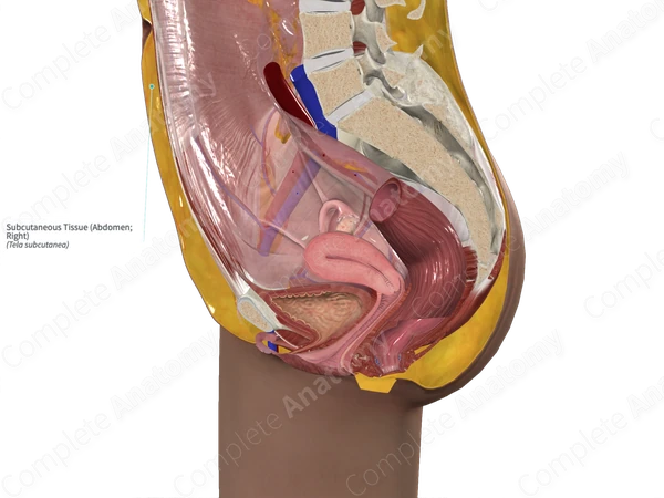 Subcutaneous Tissue (Abdomen; Right)