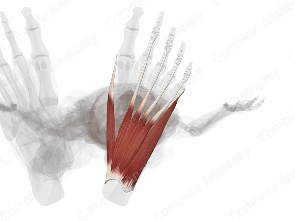 First Layer of Muscles of Plantar Part of Foot (Left)
