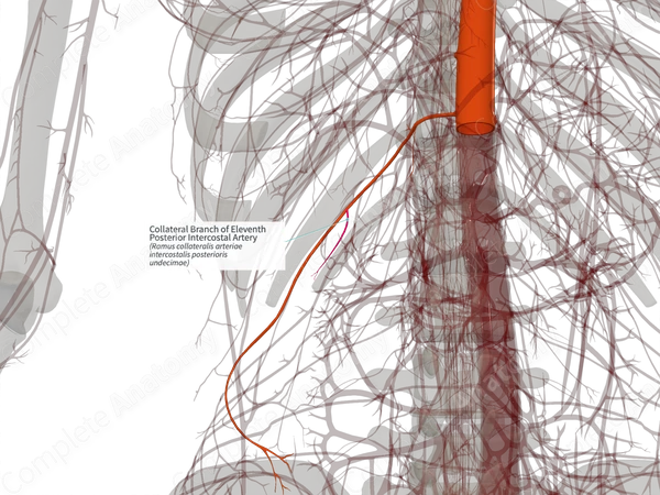 Collateral Branch of Eleventh Posterior Intercostal Artery (Right)