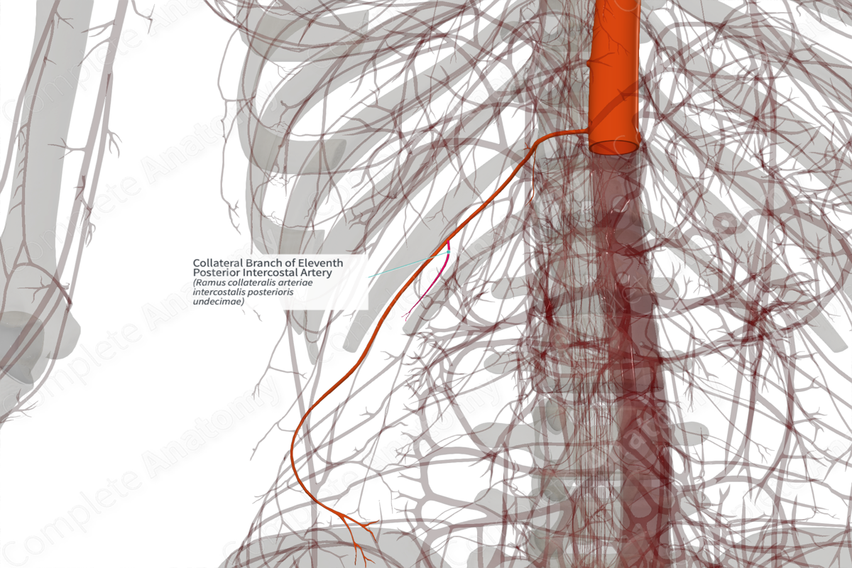 Collateral Branch of Eleventh Posterior Intercostal Artery (Right)