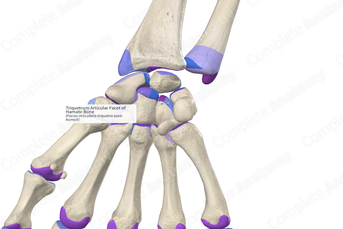 Triquetrum Articular Facet of Hamate Bone