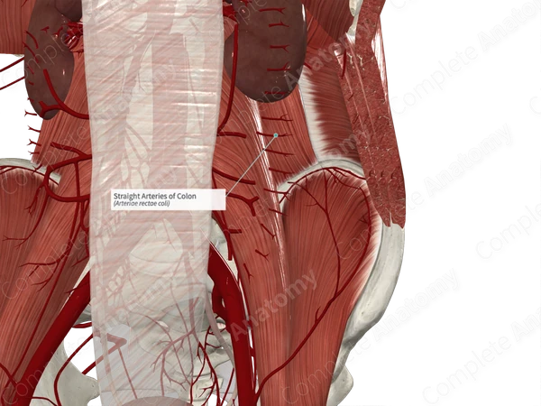 Straight Arteries of Colon