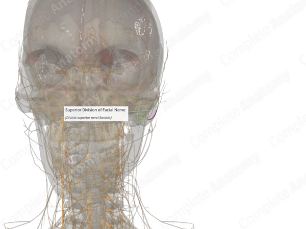Superior Division of Facial Nerve (Left)