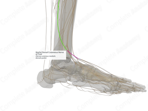 Medial Dorsal Cutaneous Nerve of Foot (Left)