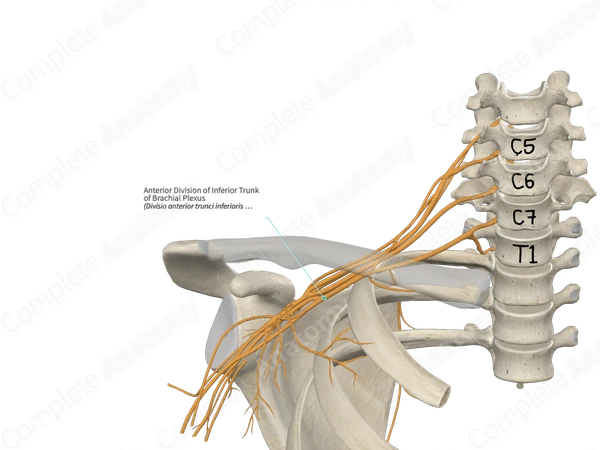 Anterior Division of Inferior Trunk of Brachial Plexus 