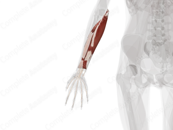 Anterior Compartment of Forearm (Left)