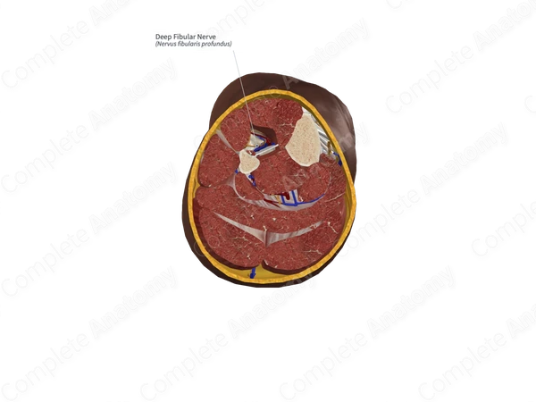 Deep Fibular Nerve 