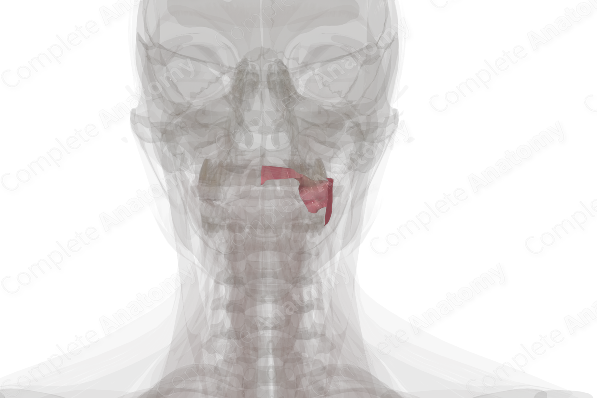 Mucosa of Mouth Left Complete Anatomy