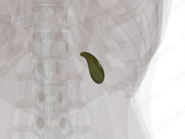 Gallbladder