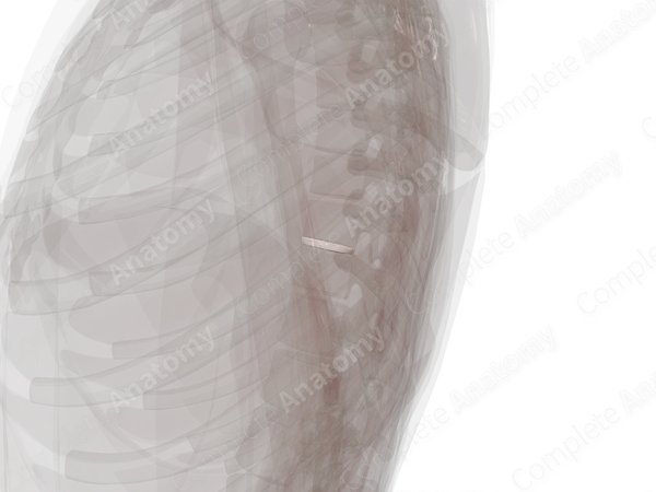 Intervertebral Symphysis (T9-T10)