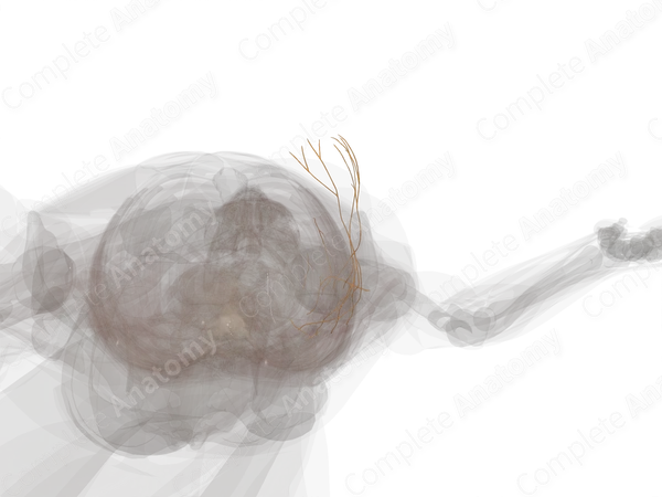 Lateral Cutaneous Branches of Intercostal Nerves (Left)