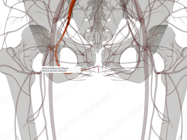 Dorsal Artery of Clitoris (Right)