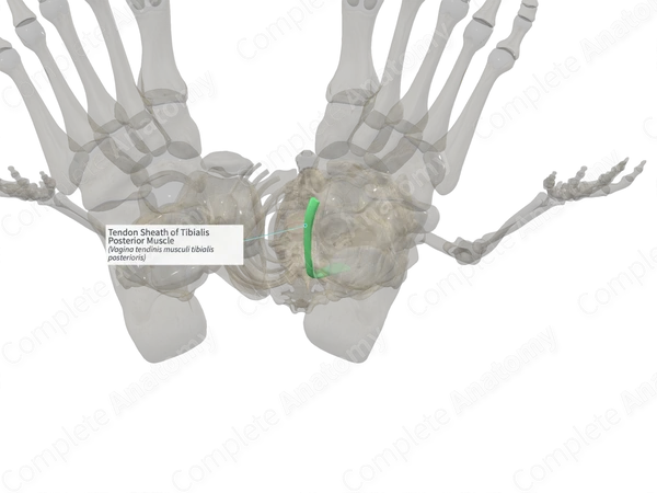 Tendon Sheath of Tibialis Posterior Muscle (Right)