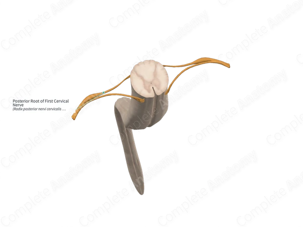 Posterior Root of First Cervical Nerve 