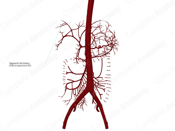Segment VIII Artery