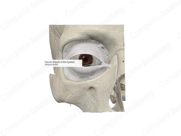 Fascial Sheath of the Eyeball 