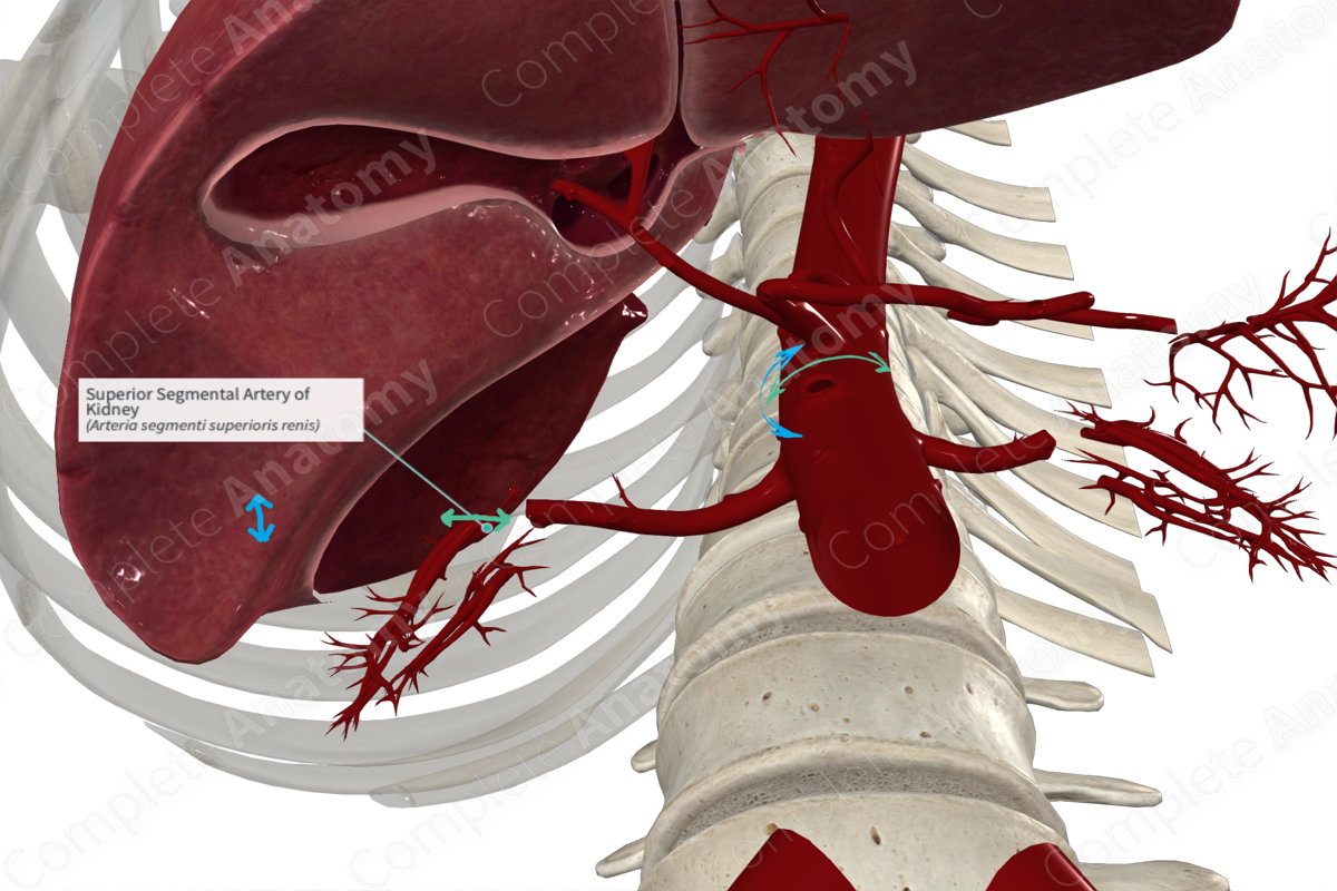Superior Segmental Artery of Kidney 
