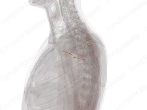 Nerves of Shoulder (Left)