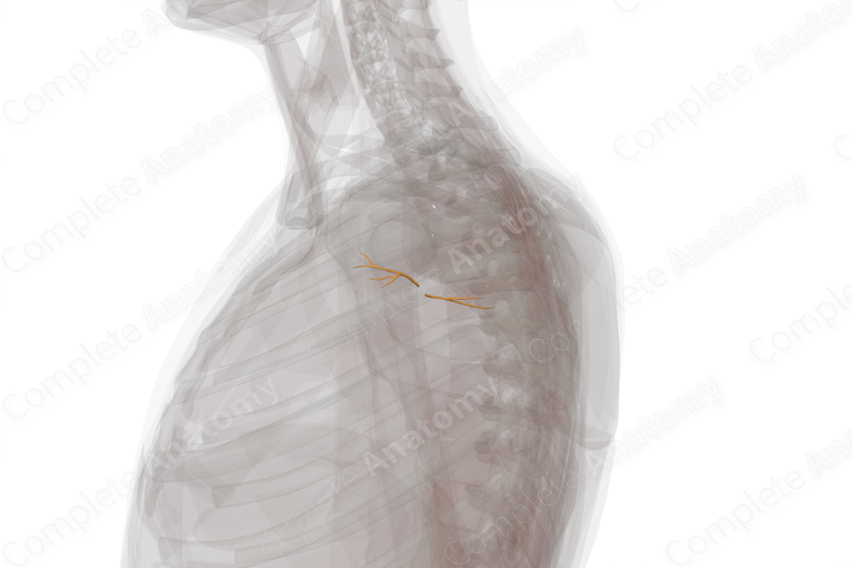 Nerves of Shoulder (Left)