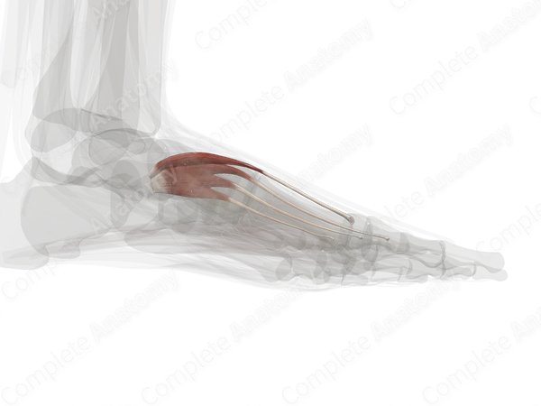 Muscles of Dorsum of Foot (Left)