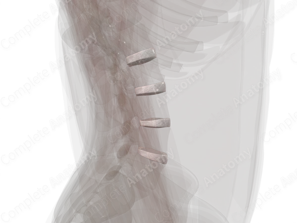 Intervertebral Symphysis (Lumbar)