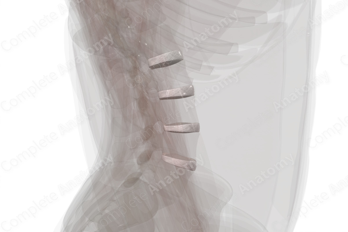 Intervertebral Symphysis (Lumbar)