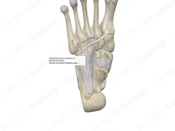 Distal Articular Surface of Navicular Bone
