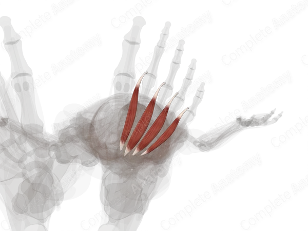 Lumbrical Muscles of Foot (Left)