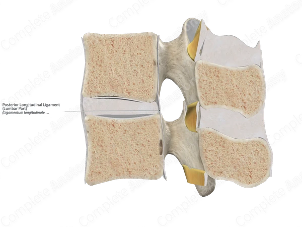 Posterior Longitudinal Ligament (Lumbar Part)