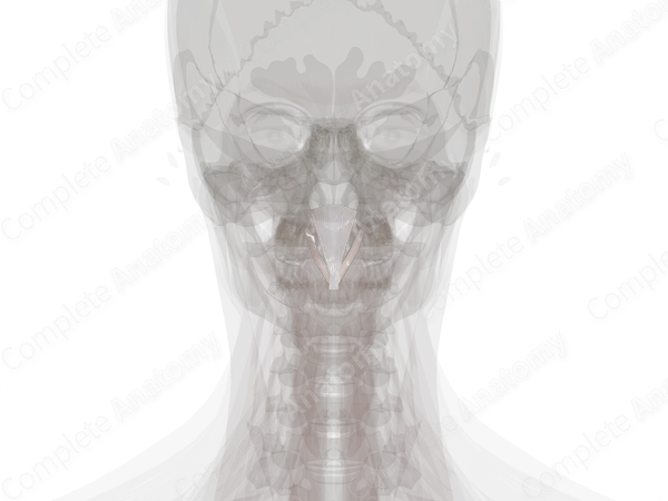 Tectorial Membrane of Cervical Vertebral Column