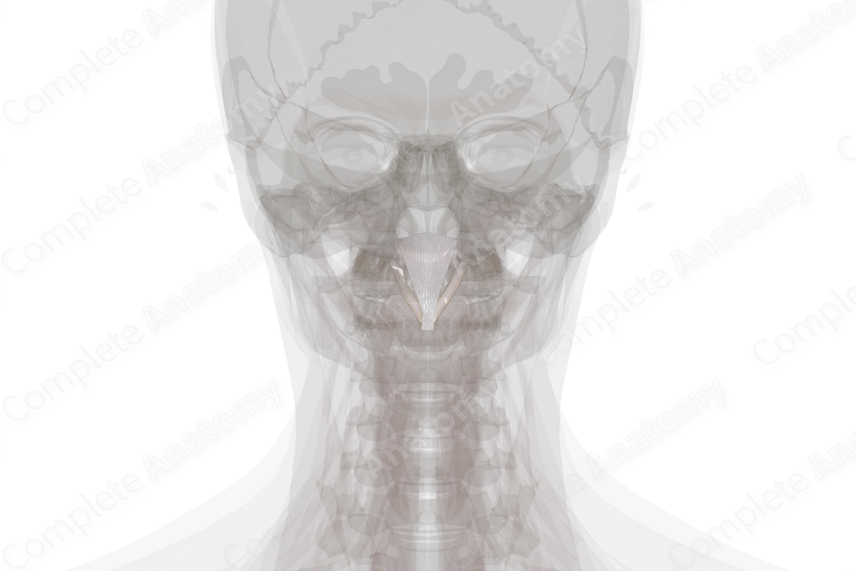 Tectorial Membrane of Cervical Vertebral Column