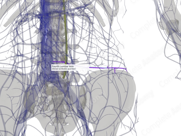 Fourth Lumbar Vein (Left)