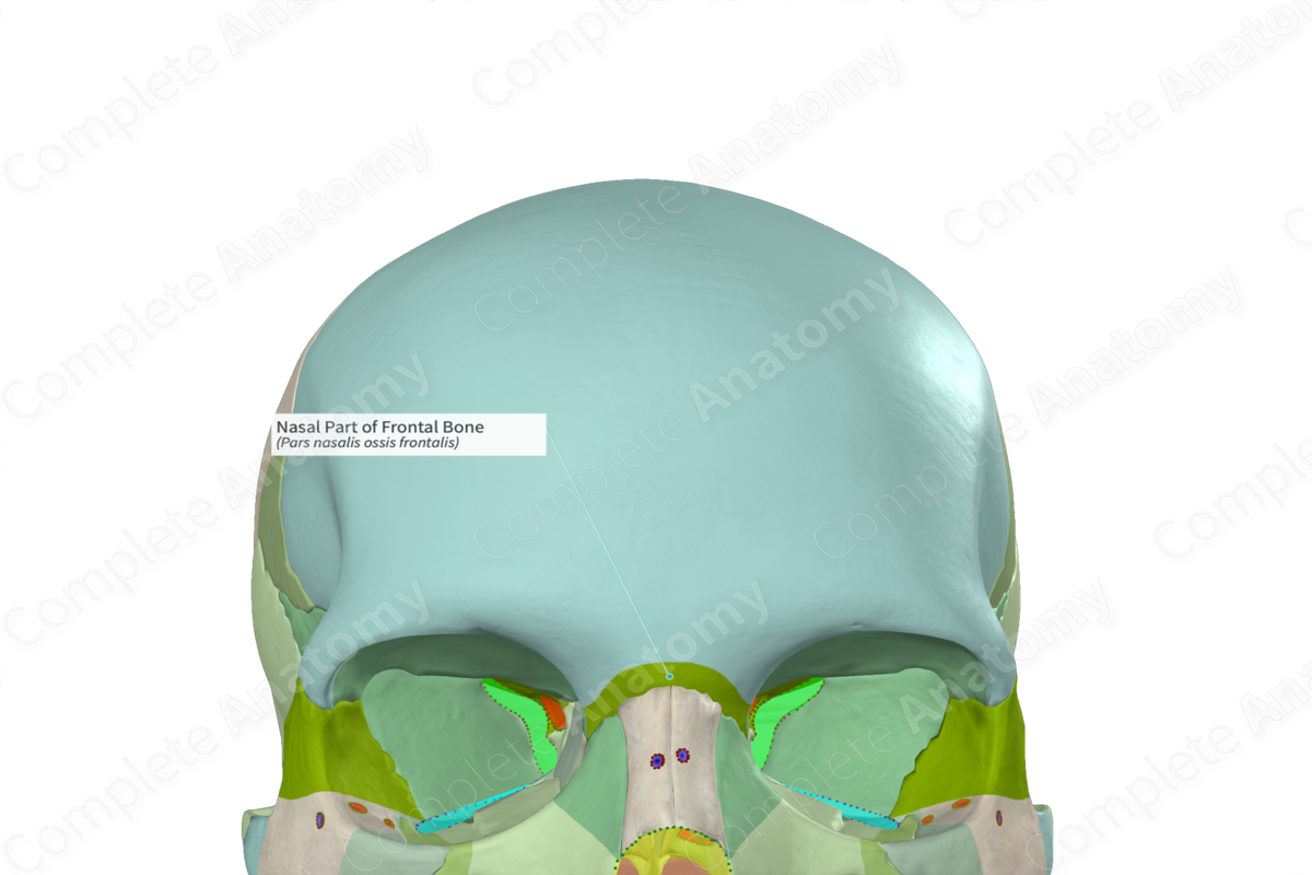 Nasal Part of Frontal Bone