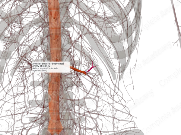 Anterior Superior Segmental Artery of Kidney (Left)