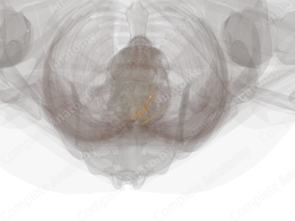 Medial Branches of Posterior Rami of Lumbar Nerves (Left)