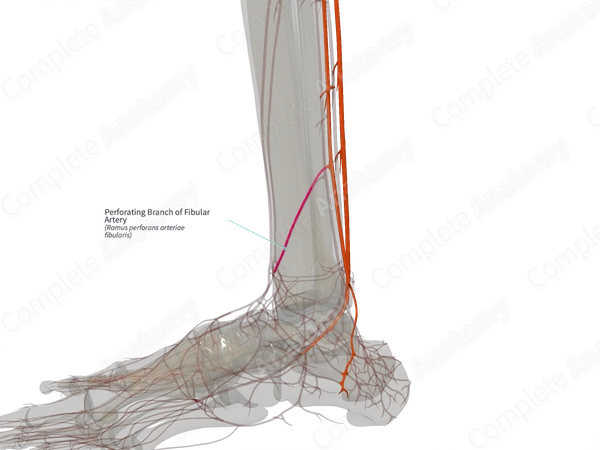 Perforating Branch of Fibular Artery (Left)