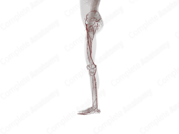 Arteries of Lower Limb (Left)