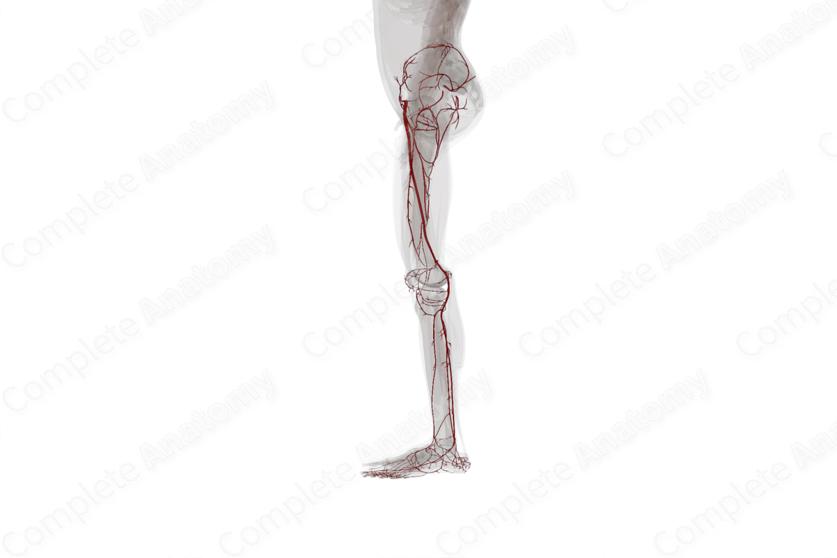 Arteries of Lower Limb (Left)