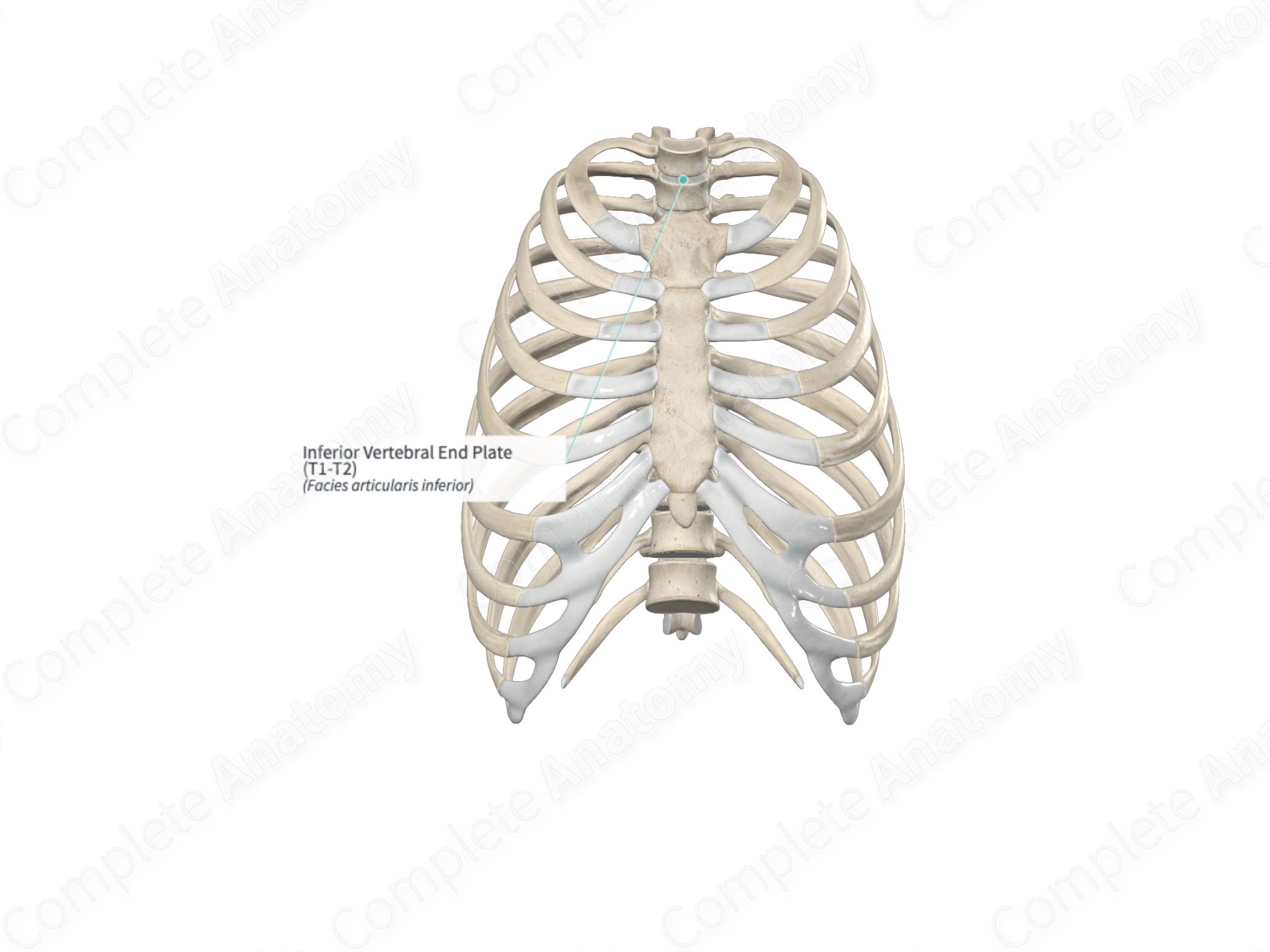 Inferior Vertebral End Plate (T1-T2) | Complete Anatomy