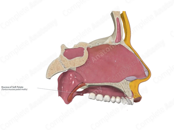 Mucosa of Soft Palate