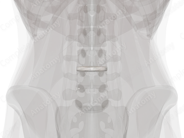 Intervertebral Disc (L3-L4)