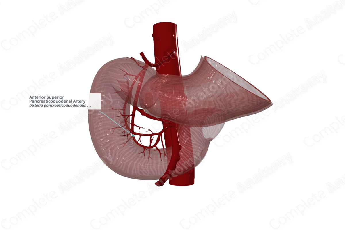 Anterior Superior Pancreaticoduodenal Artery